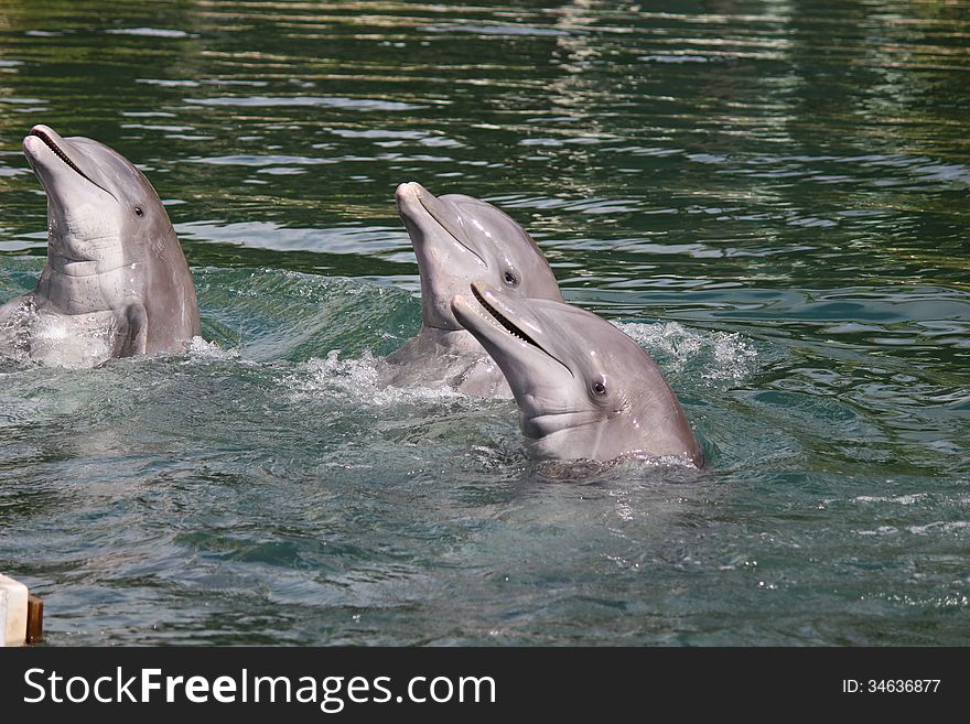 Smiling dolphins are ready to jump. Smiling dolphins are ready to jump