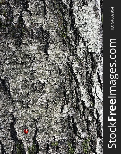 Ladybug crawling on the bark of an old tree. Ladybug crawling on the bark of an old tree