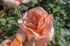 Fresh Pink Rose With Ice On Leafs Stock Photo Fresh Pink Rose With Ice On Leafs Stock Photo