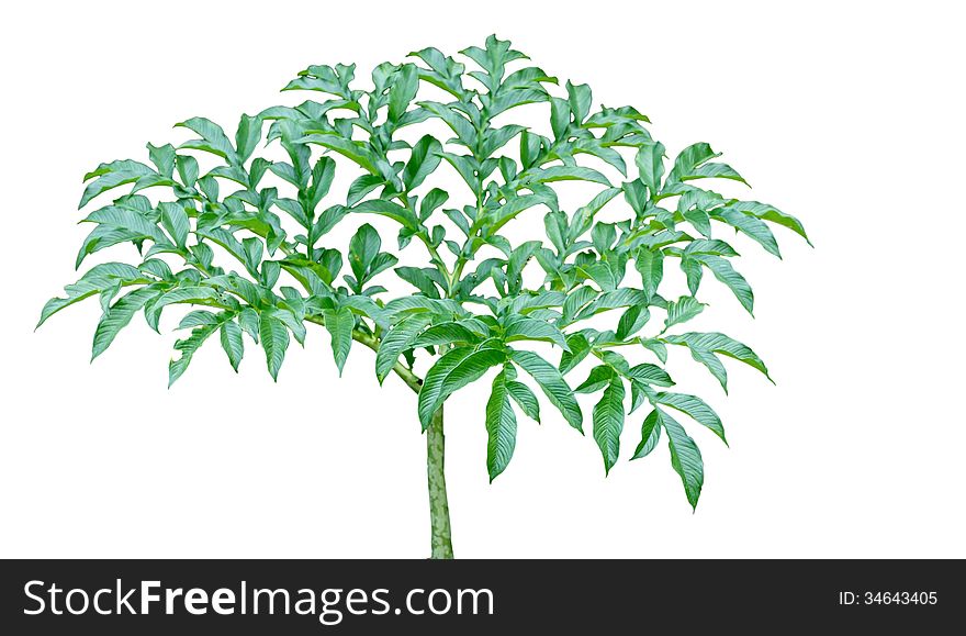 Beautiful green color Yam Elephant Plant