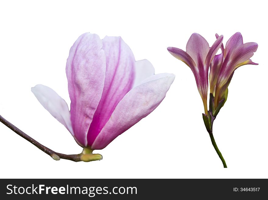 Purple color flower in white background