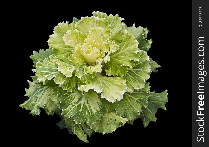 Kale Ornamental