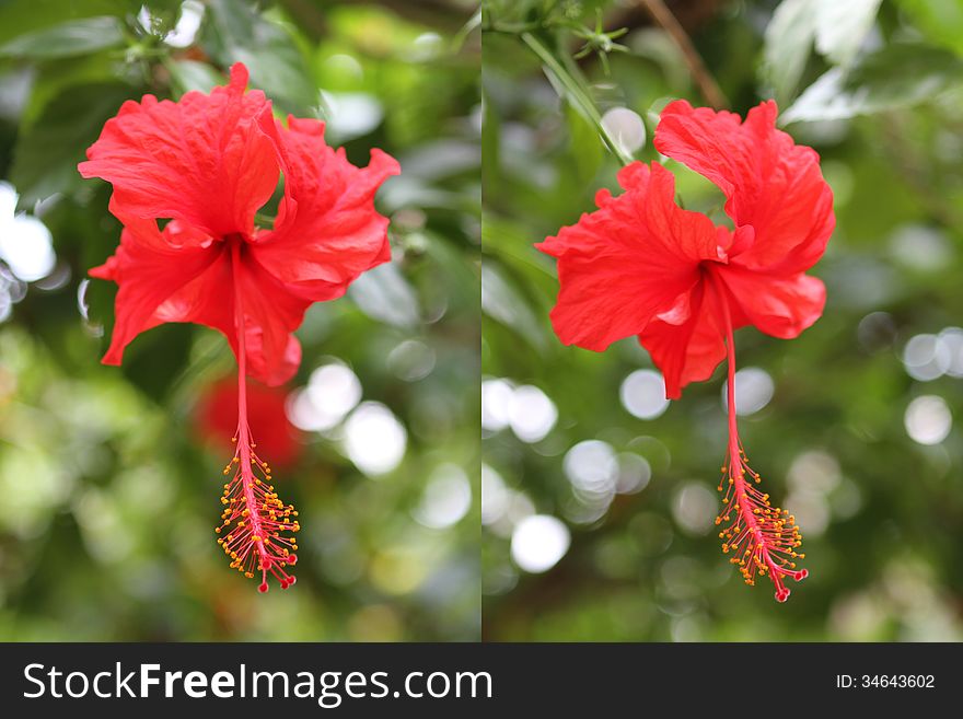 Hibiscus is a genus of flowering plants in the mallow family, Malvaceae. It is quite large, containing several hundred species that are native to warm-temperate, subtropical and tropical regions throughout the world.