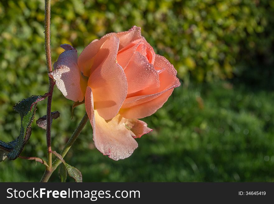 Fresh pink rose with ice on leafs