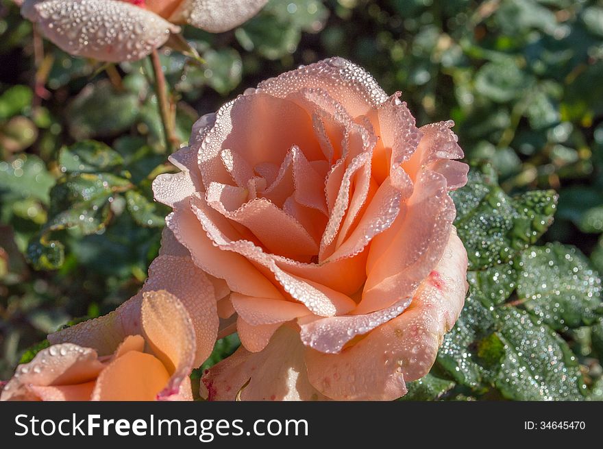 Fresh pink rose ice on leafs , very morning foto ice crystals still in leafs, in baden garden. Fresh pink rose ice on leafs , very morning foto ice crystals still in leafs, in baden garden