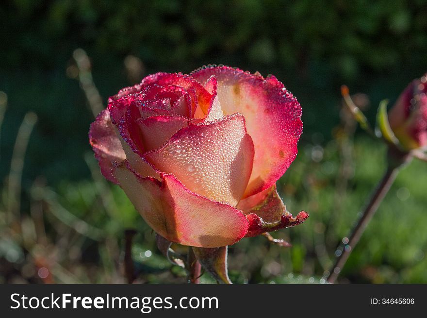 Fresh red rose with ice on leafs