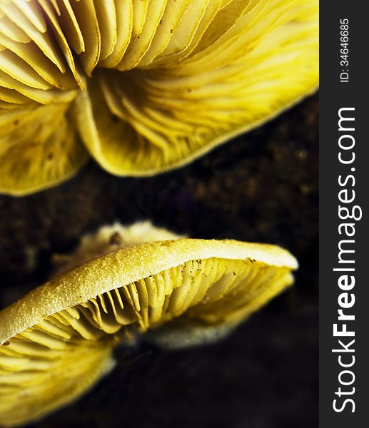 Details of yellow mushroom lamellae pleurots australis. Details of yellow mushroom lamellae pleurots australis