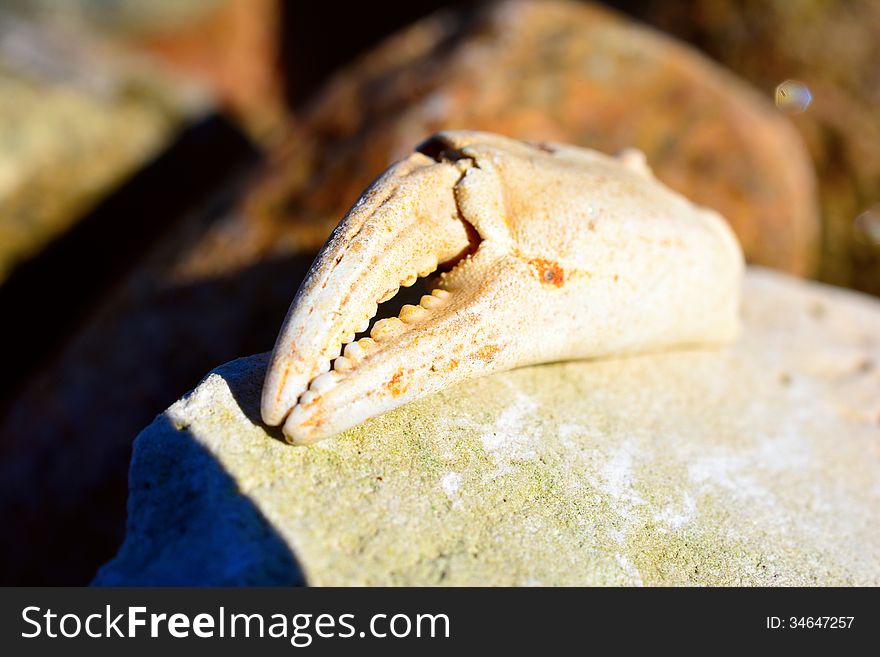 Crab claw on a rock by the sea