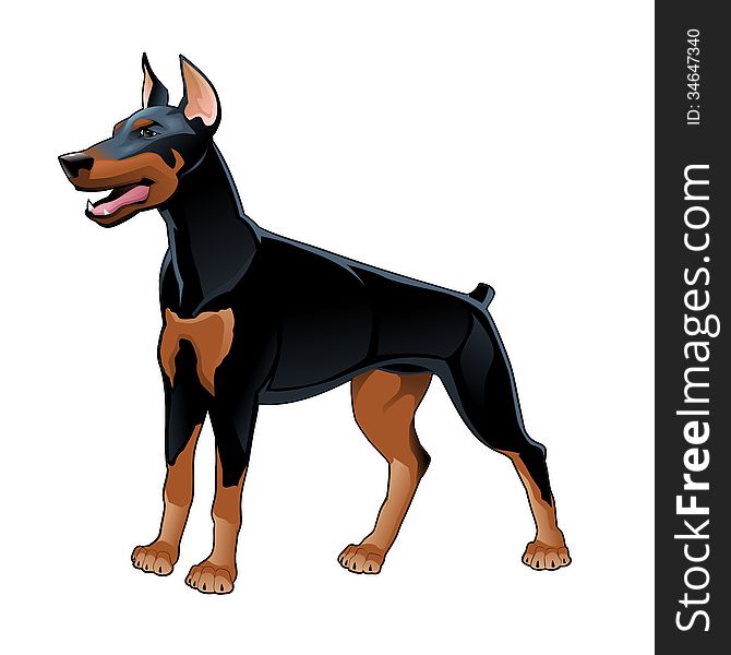 Dobermann Pinscher. Vector isolated dog.