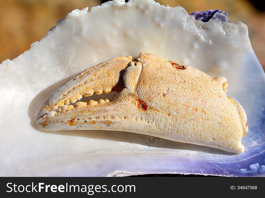 Crab claw on seashells by the sea