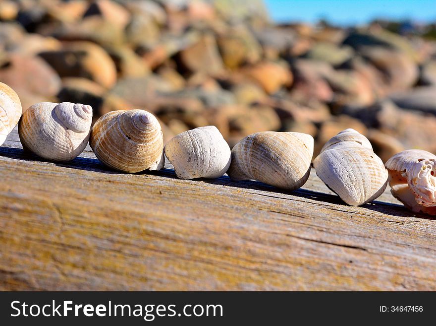 Shells on line lying on a plank at sea