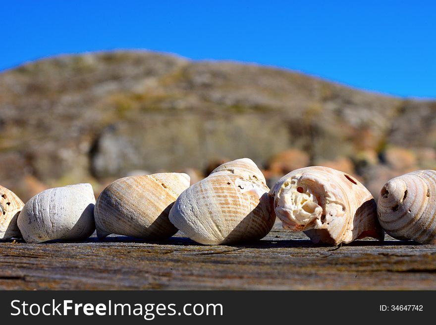 Shells on line lying on a plank at sea