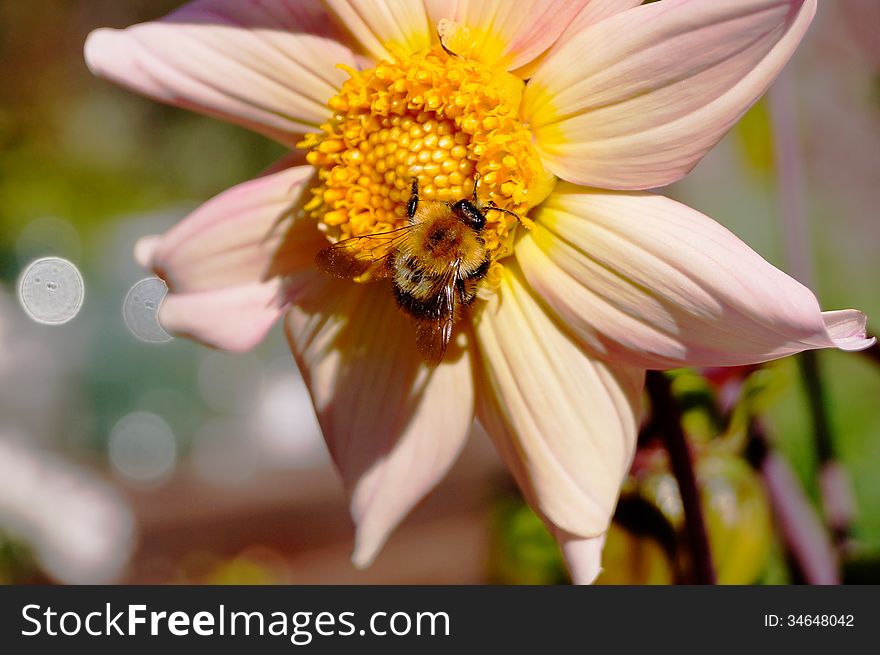 Bee on a flower Dahlia summer day