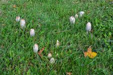 Shaggy Ink Cap Or Coprinus Comatus Fungi Royalty Free Stock Images Shaggy Ink Cap Or Coprinus Comatus Fungi Royalty Free Stock Images