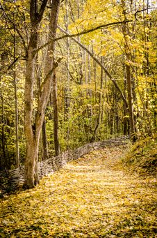 Path In Autumn Forest Royalty Free Stock Photography Path In Autumn Forest Royalty Free Stock Photography