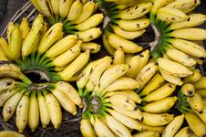 Fresh Bananas At Market Place Stock Image Fresh Bananas At Market Place Stock Image