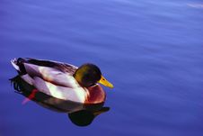 Duck Swimming Stock Photo
