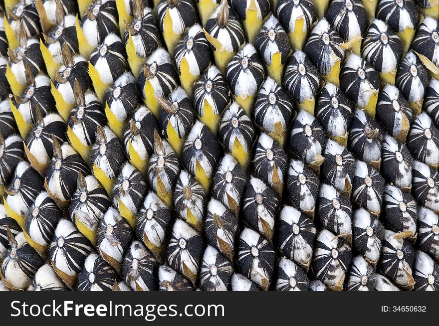 Macro shot of sunflower seeds reveals interesting patterns