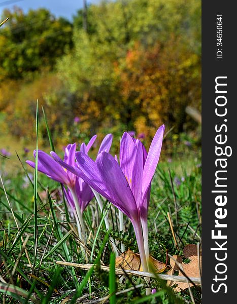 Colhicum Autumnale flower on mountain meadow, growing in fall and completely without leaves, toxic, but healing, false crocus. Colhicum Autumnale flower on mountain meadow, growing in fall and completely without leaves, toxic, but healing, false crocus