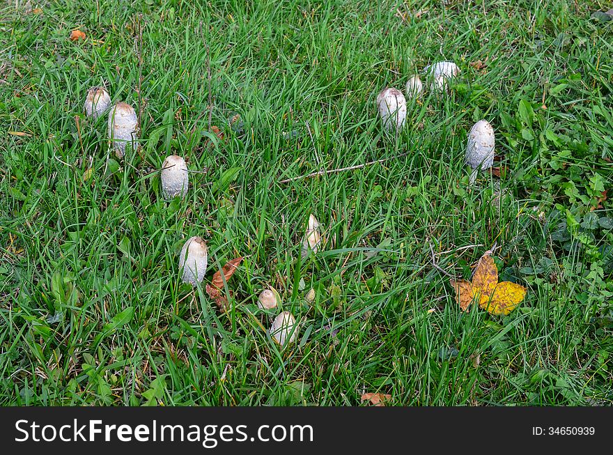 Group of Shaggy Ink Cap or Coprinus comatus fungi, delicious edible mushrooms, growing in grass