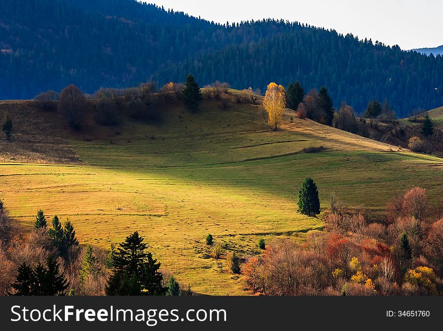 Autumn landscape. mountain meadow with green grass, pine trees and mixed yellowed forest in morning light. Autumn landscape. mountain meadow with green grass, pine trees and mixed yellowed forest in morning light