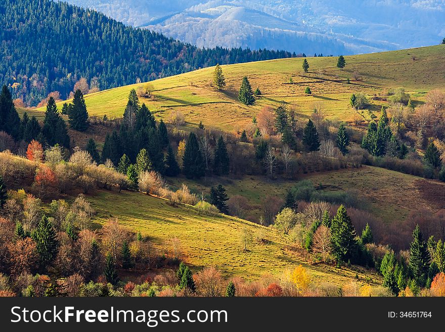 Autumn landscape. mountain meadow with green grass, pine trees and mixed yellowed forest in morning light. Autumn landscape. mountain meadow with green grass, pine trees and mixed yellowed forest in morning light