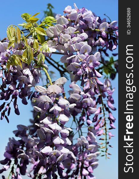 Bright purple flowers of wisteria as spring background for Valentine's Day