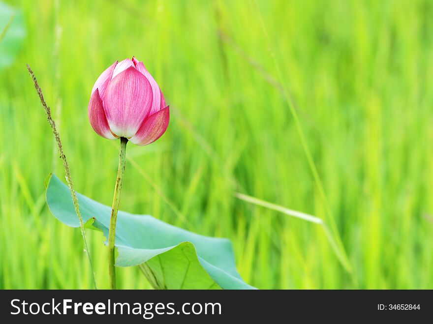 Pink lotus ,Beautiful pink lotus at Lao