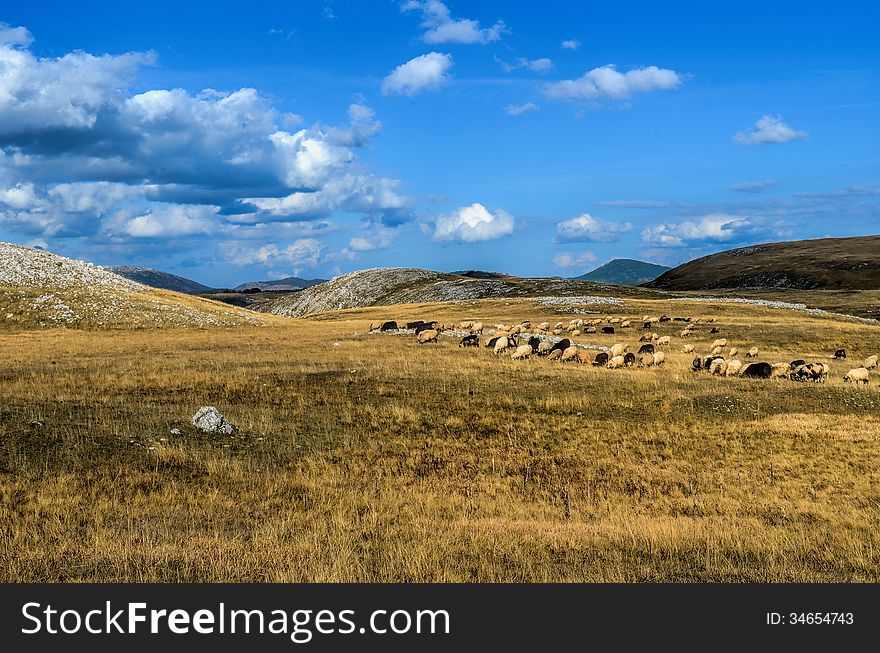 Flock of sheep on mountain meadow under blue sky with some clouds