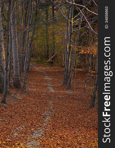 Polish golden autumn in the forest