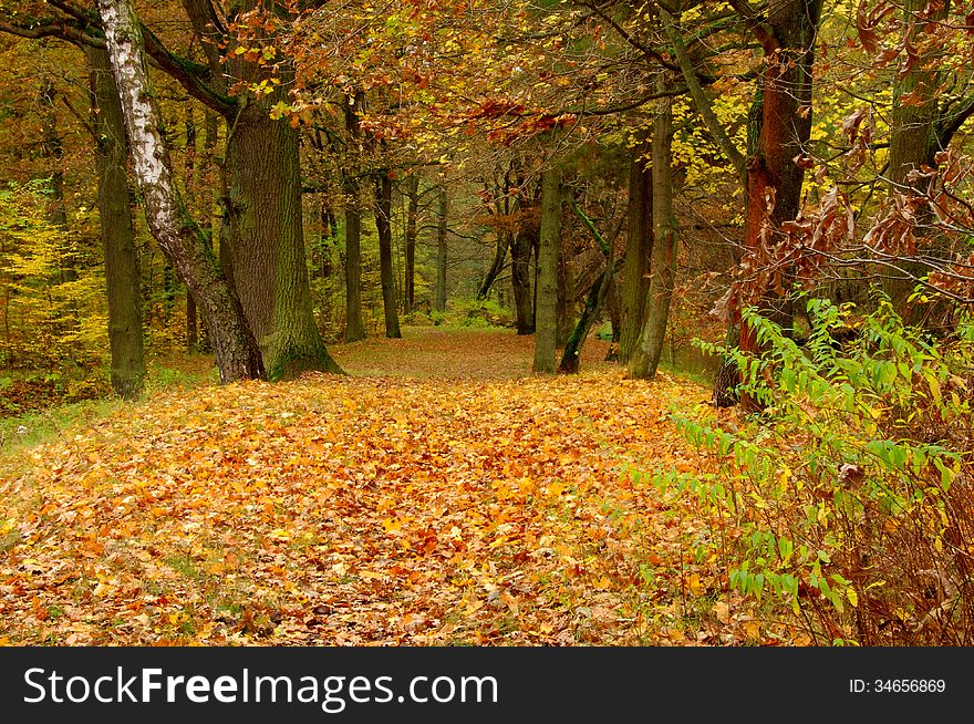 The photograph shows a deciduous forest in autumn. The leaves on the trees are green, yellow and brown color. Covered by a thick layer of earth dry leaves.