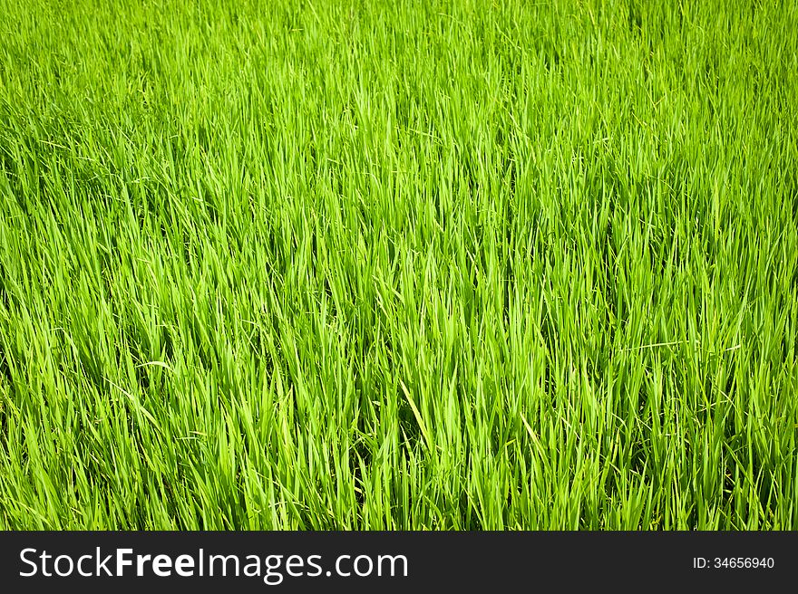 Nature background. Green texture of rice field. South India. Tamil Nadu