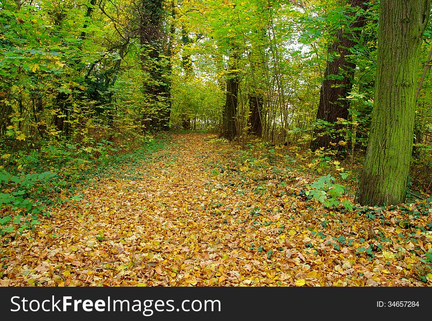 The photograph shows a deciduous forest in autumn. The leaves on the trees are green, yellow and brown. Covered by a thick layer of earth fallen, dry, brown leaves.