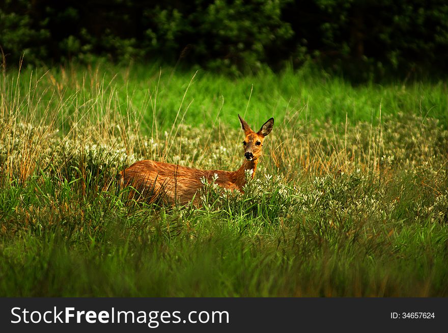 The photograph shows a doe deer standing in tall grass. The visible part of the hill is just an animal. The photograph shows a doe deer standing in tall grass. The visible part of the hill is just an animal.