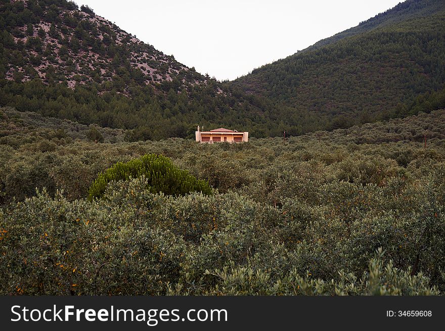 Remote Mountain House Sourrounded By Olive Trees