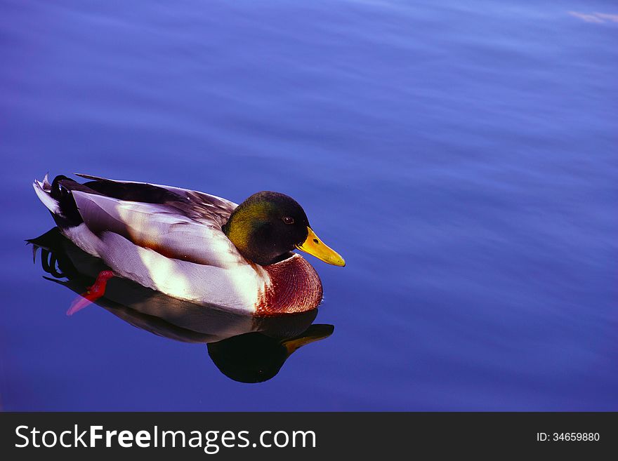 A duck swims in the river, with blue sky reflection. A duck swims in the river, with blue sky reflection.