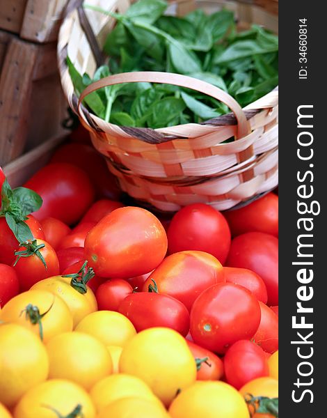 Tomatoes with basket of basil. Tomatoes with basket of basil.