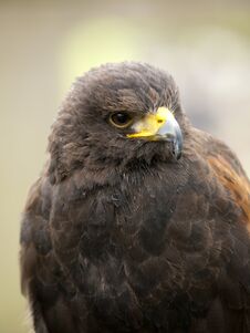 Portrait Of A Young Steppe Eagle Stock Photos