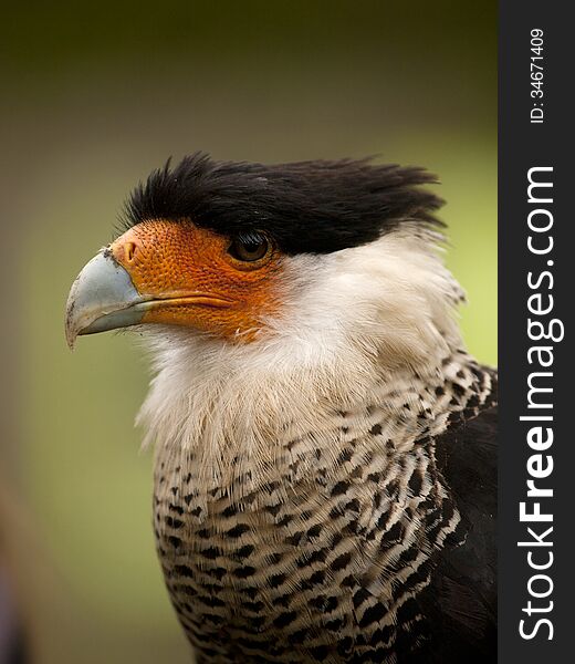 Portrait of a crested caracara (Caracara plancus)