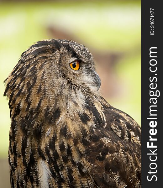 Portrait Of A Eurasian Eagle-Owl