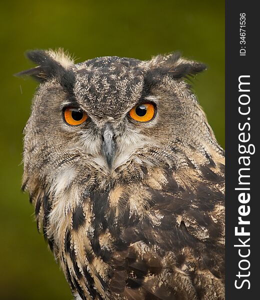 Portrait Of A Eurasian Eagle-Owl