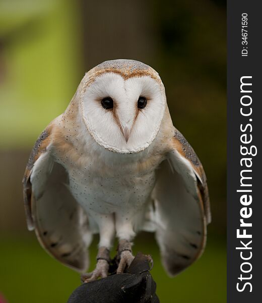 Portrait of a barn owl (Tyto alba) ready for flight. Portrait of a barn owl (Tyto alba) ready for flight