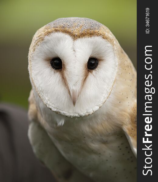 Portrait of a barn owl (Tyto alba)