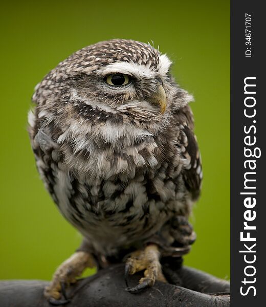 Angry looking little owl perched on a branch