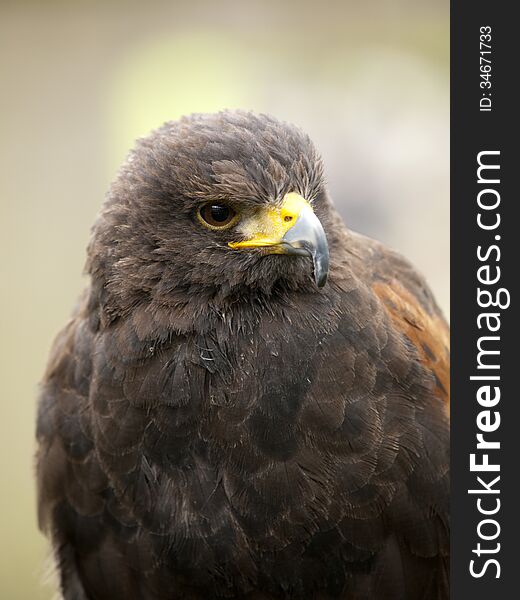 Portrait of a young steppe eagle (Aquila nipalensis)