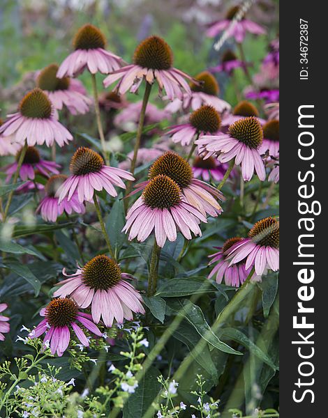 Striking Echinacea plant used as herbal remedy in alternative medicine