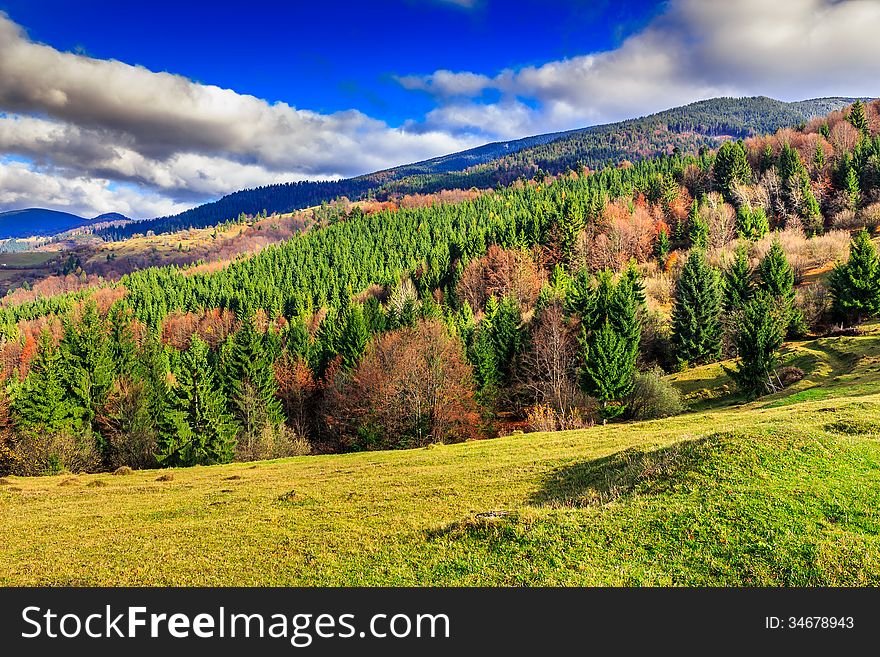 Pine trees near valley in mountains and autumn forest on hillsid