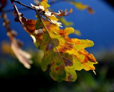 Oak Leaf Stock Photography