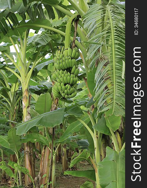 Banana tree with a bunch of bananas in organic farm.