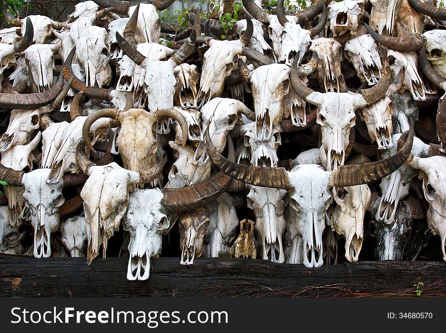 Buffalo skull in Temple of Thailand